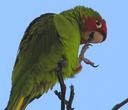 Have you seen the film The Wild Parrots of Telegraph Hill?  Heres one.
